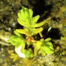 Crassula tillaea Lest.-Garl.Crassula tillaea Lest.-Garl.