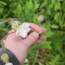 Silene latifolia Poir.Silene latifolia Poir.
