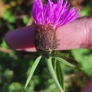 Centaurea nigra L. subsp. nigra .Centaurea nigra L. subsp. nigra .