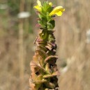 Bartsia trixago L.Bartsia trixago L.
