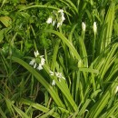 Allium triquetrum L.Allium triquetrum L.