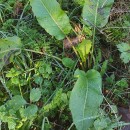 Rumex obtusifolius L.Rumex obtusifolius L.