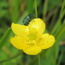 Cryptocephalus sp. O.F. Müller, 1764Cryptocephalus sp. O.F. Müller, 1764
