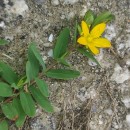 Hypericum humifusum L.Hypericum humifusum L.