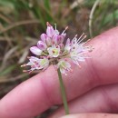 Allium ericetorum ThoreAllium ericetorum Thore