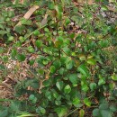 Pyrus cordata Desv.Pyrus cordata Desv.
