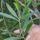 Acacia melanoxylon R.Br.Acacia melanoxylon R.Br.