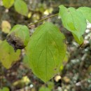 Cornus sanguinea  L.Cornus sanguinea  L.