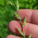 Lolium x boucheanum KunthLolium x boucheanum Kunth