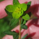 Euphorbia polygalifolia Boiss. & Reut. subsp. hirta (Lange) M. LaínzEuphorbia polygalifolia Boiss. & Reut. subsp. hirta (Lange) M. Laínz