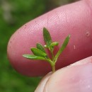 Montia fontana  L.Montia fontana  L.