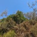 Arbutus unedo L.Arbutus unedo L.