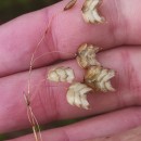 Briza maxima L.Briza maxima L.