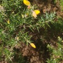 Ulex europaeus L. subsp. europaeusUlex europaeus L. subsp. europaeus