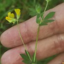 Lotus subbiflorus Lag.Lotus subbiflorus Lag.