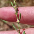 Polygonum aviculare L. subsp. aviculare .Polygonum aviculare L. subsp. aviculare .