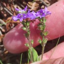 Veronica officinalis L.Veronica officinalis L.