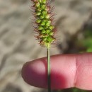 Setaria pumila (Poir.) Schult.Setaria pumila (Poir.) Schult.