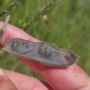 Cytisus scoparius (L.) LinkCytisus scoparius (L.) Link
