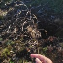Deschampsia cespitosa (L.) P.Beauv.Deschampsia cespitosa (L.) P.Beauv.