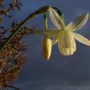 Narcissus triandrus L.Narcissus triandrus L.