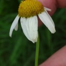 Tripleurospermum inodorum (L.) Sch.-BipTripleurospermum inodorum (L.) Sch.-Bip