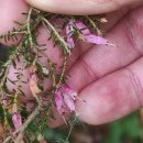 Erica australis L.Erica australis L.