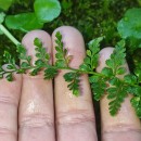 Asplenium obovatum Viv. subsp. billotii (F.W.Schultz) O.Bolòs, Vigo, Masalles & NinotAsplenium obovatum Viv. subsp. billotii (F.W.Schultz) O.Bolòs, Vigo, Masalles & Ninot