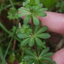 Galium mollugo L.Galium mollugo L.