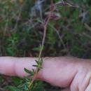 Daboecia cantabrica (Huds.) C. KochDaboecia cantabrica (Huds.) C. Koch