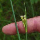 Rhynchospora alba (L.) VahlRhynchospora alba (L.) Vahl