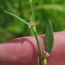 Polygonum aviculare L. subsp. aviculare .Polygonum aviculare L. subsp. aviculare .