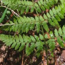 Dryopteris guanchica Gibby & JermyDryopteris guanchica Gibby & Jermy