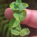 Hypericum elodes L.Hypericum elodes L.