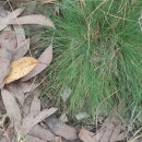 Agrostis curtisii KerguélenAgrostis curtisii Kerguélen