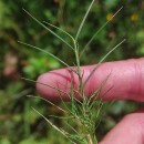 Isolepis fluitans (L.) R.Br.Isolepis fluitans (L.) R.Br.