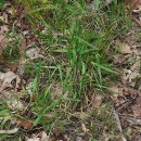 Anthoxanthum amarum Brot.Anthoxanthum amarum Brot.