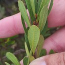Myrica gale L.Myrica gale L.