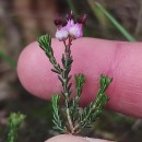 Erica umbellata L.Erica umbellata L.