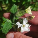 Silene latifolia Poir.Silene latifolia Poir.