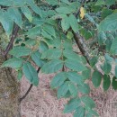 Juglans nigra L.Juglans nigra L.