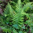 Polypodium cambricum  L.Polypodium cambricum  L.