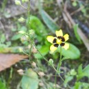 Tuberaria guttata (L.) Fourr.Tuberaria guttata (L.) Fourr.