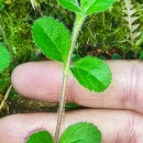 Veronica officinalis L.Veronica officinalis L.