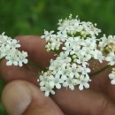 Valeriana dioica L.Valeriana dioica L.