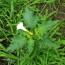 Datura stramonium L.Datura stramonium L.