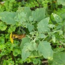 Solanum chenopodioides Lam.Solanum chenopodioides Lam.