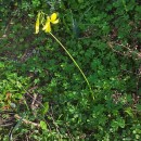 Oxalis pes-capraeOxalis pes-caprae