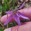 Erythronium dens-canis L.Erythronium dens-canis L.