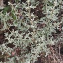 Halimium lasianthum (Lam.) Spach subsp. alyssoides (Lam.) GreuterHalimium lasianthum (Lam.) Spach subsp. alyssoides (Lam.) Greuter